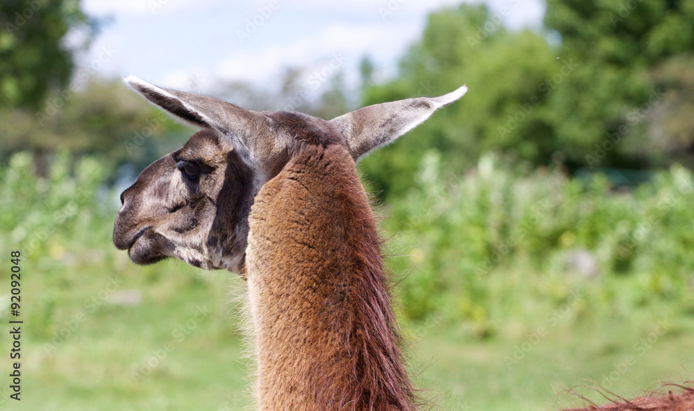 The beautiful close-up of the lama looking afield The beautiful close-up of the lama looking afield