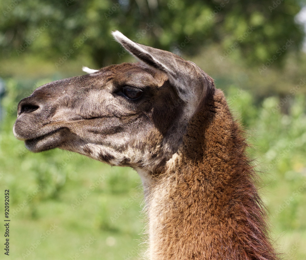 Fototapeta premium The beautiful close-up of the llama moving her ears