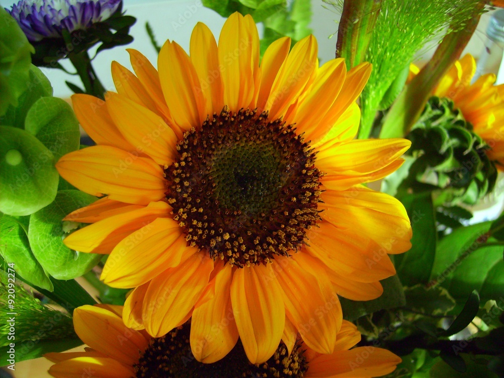 Obraz premium Sonnenblume