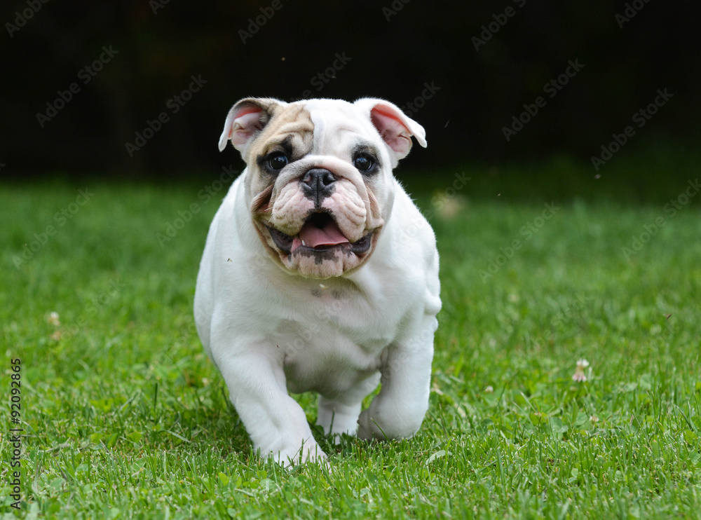 young english bulldog puppy running in the grass