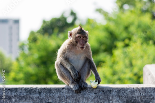 a monkey on the wall © pontep