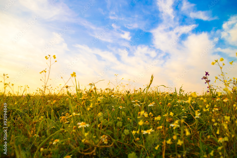 Flower meadow at sunset