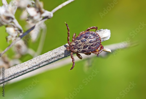 Пастбищный клещ (Dermacentor marginatus). Клещ в ожидании жертвы