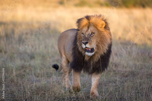 Beautiful Lion in Kenya  Africa