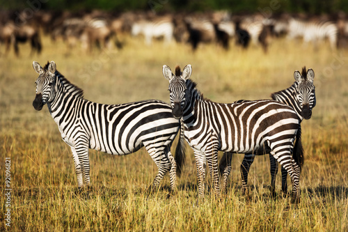 Zebras around the savannah in Kenya  Africa