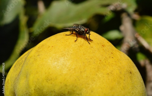 mosca su mela cotogna photo