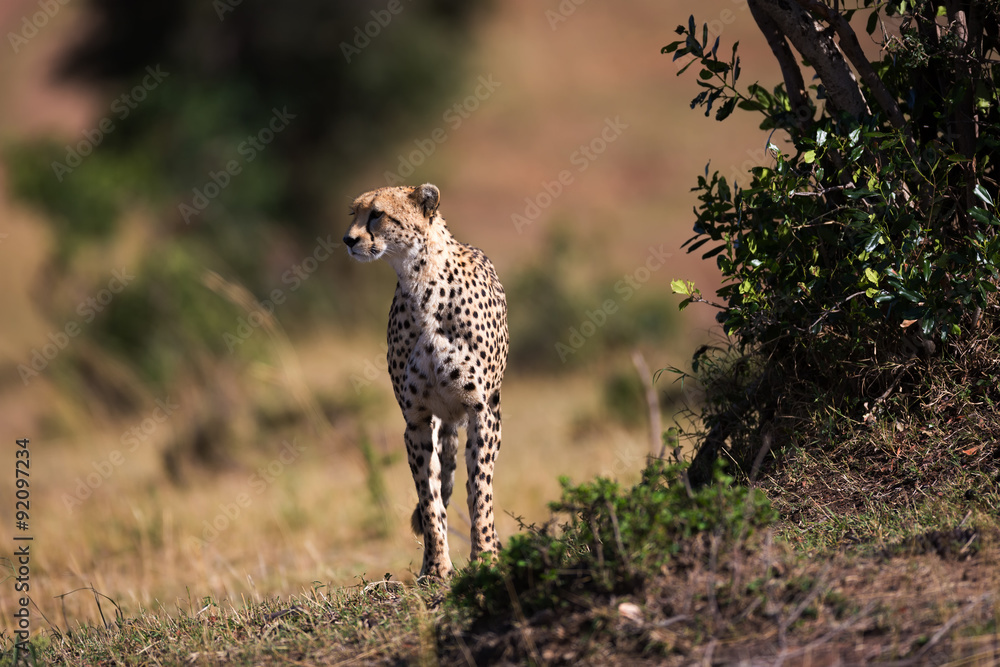 Cheetah around the savannah in Kenya, Africa Cheetah around the savannah in Kenya, Africa