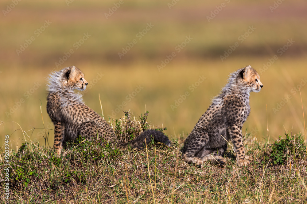 Cheetah with cubs around the savannah in Kenya, Africa Cheetah with cubs around the savannah in Kenya, Africa