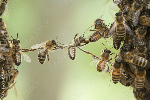 Bees bridge two parts of bee swarm.