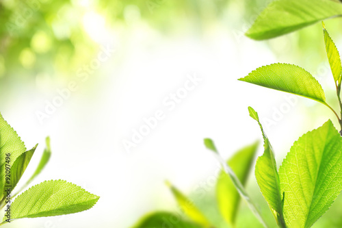 Fresh spring twigs with green leaves on blurred background