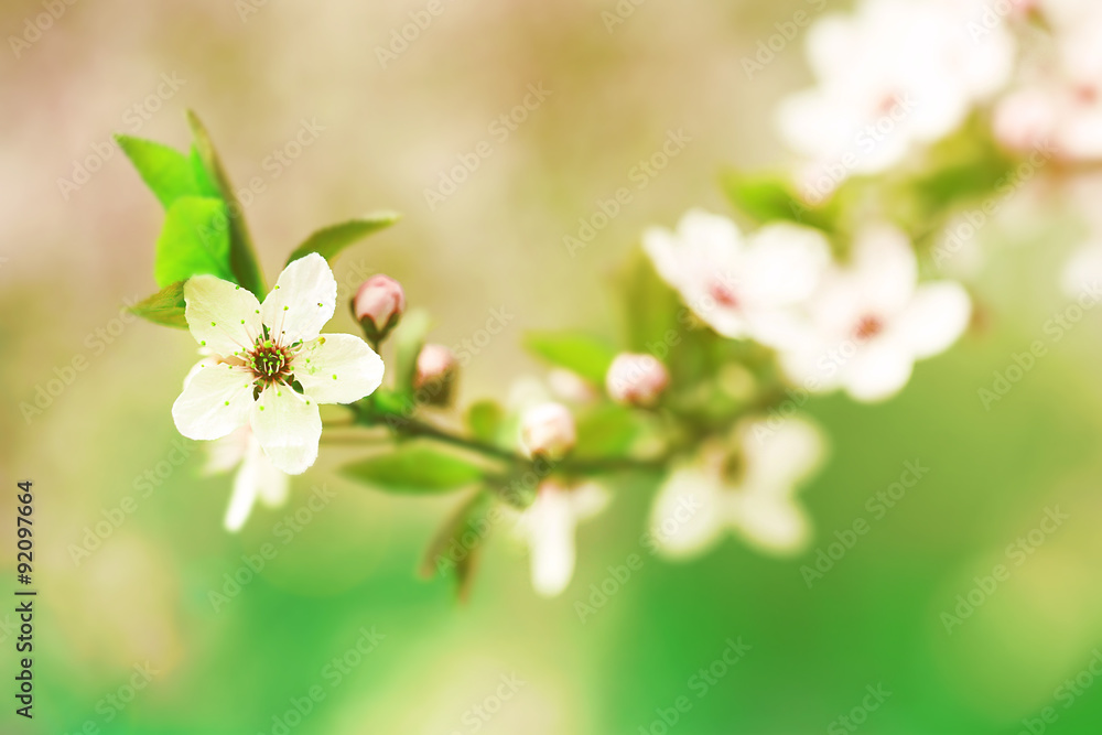 Cherry blossoms over blurred nature background, close up Cherry blossoms over blurred nature background, close up