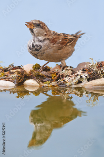 Male House sparrow