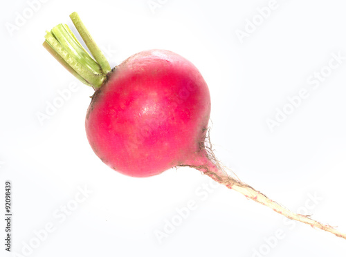 radish isolated photo