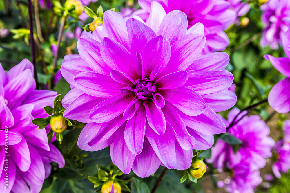 Large deep pink dahlias (Dahlia Sascha) in a herbaceous border. Large deep pink dahlias (Dahlia Sascha) in a herbaceous border.