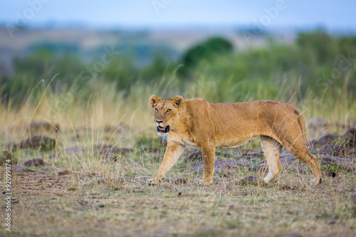 Beautiful Lion in Kenya, Africa