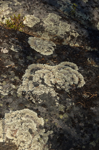 Lichen on the stone. Abstract background or texture.