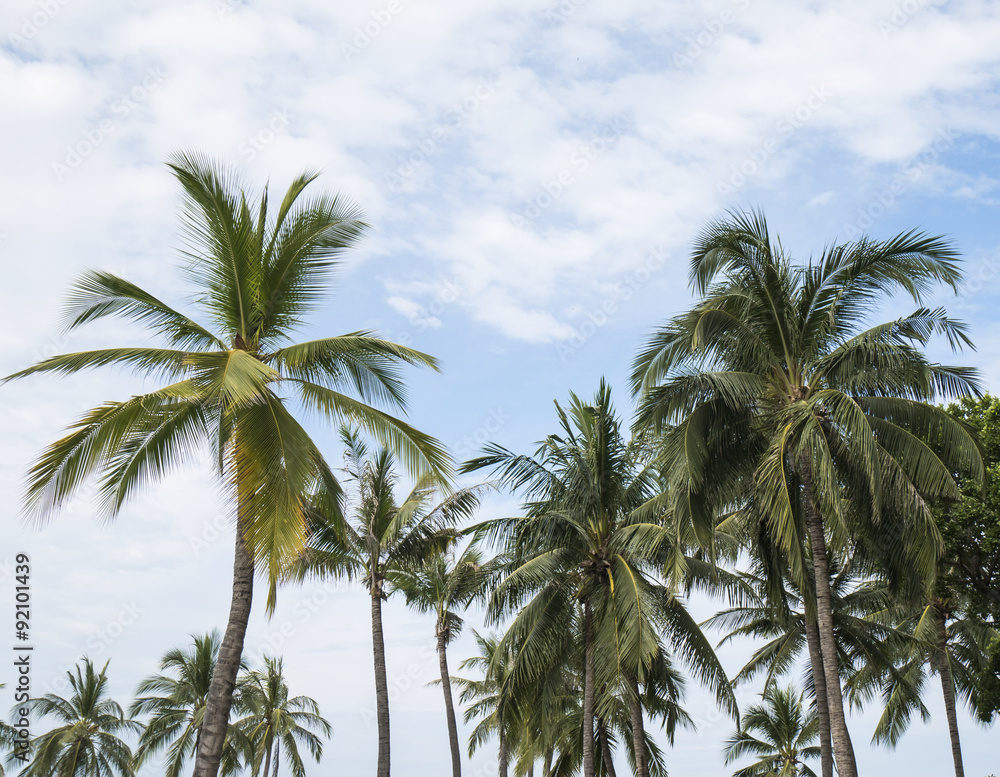 Coconut Tree 4 - Coconut tree under white cloud and blue sky in the afternoon