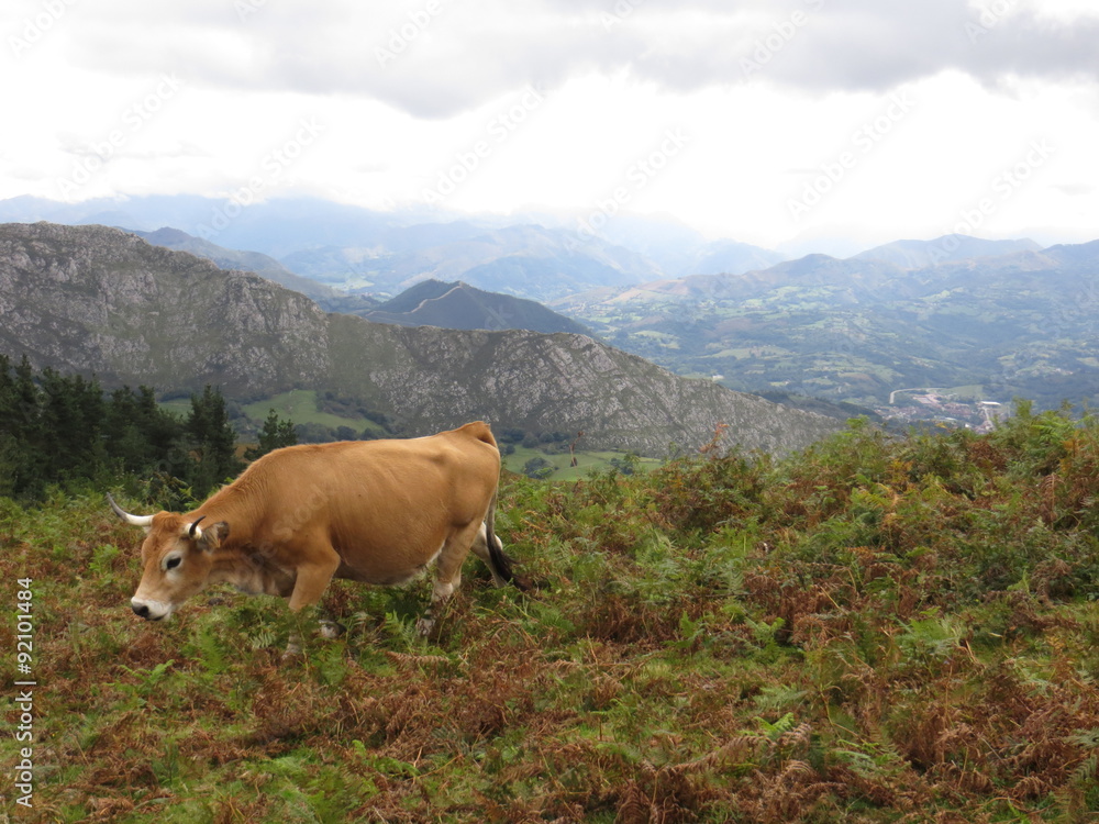Mountain cow
