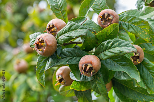 Healthy Medlars in fruit tree