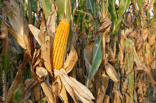 Corn plant ready for harvest
