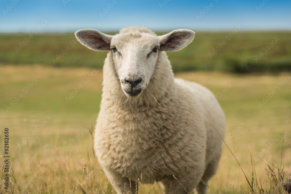 Naklejka premium Schafe an der Nordsee