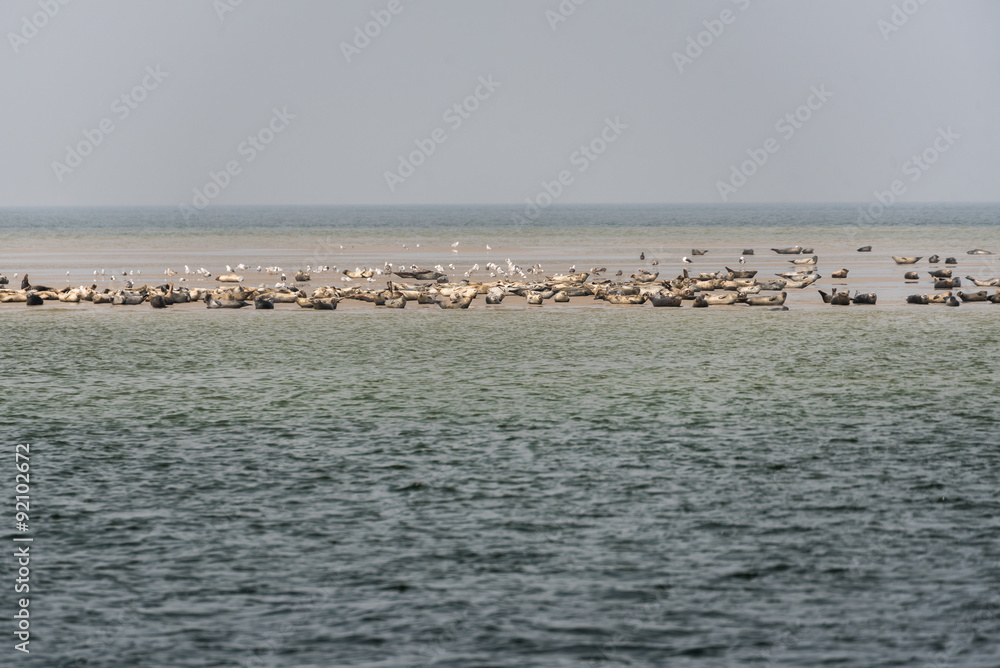 Seehunde auf einer Sandbank Seehunde auf einer Sandbank