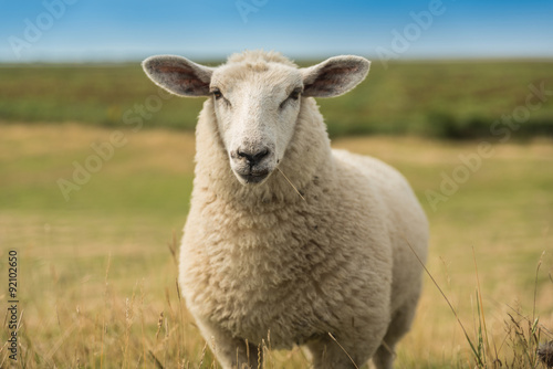 Schafe an der Nordsee photo