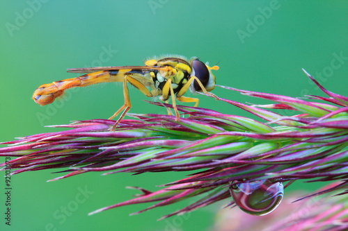 hoverfly, yellow fly on the ear photo