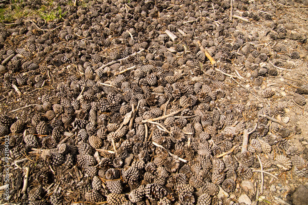 Pine Cones Pine Cones