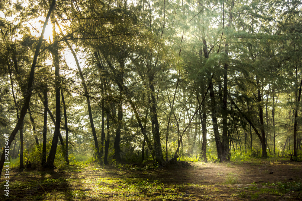 Fototapeta premium Pine forest in the morning.