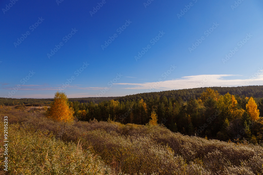 Fototapeta premium treetops autumn sun in clouds