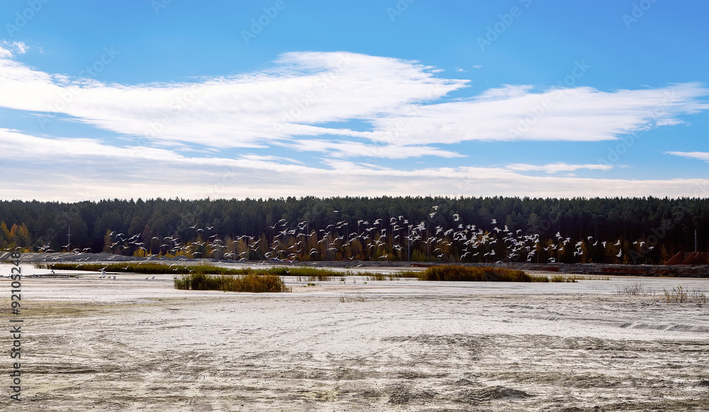 large flock of birds in the sands and lakes