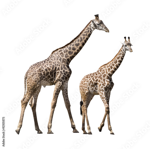 Fototapeta Naklejka Na Ścianę i Meble -  Giraffe Isolated