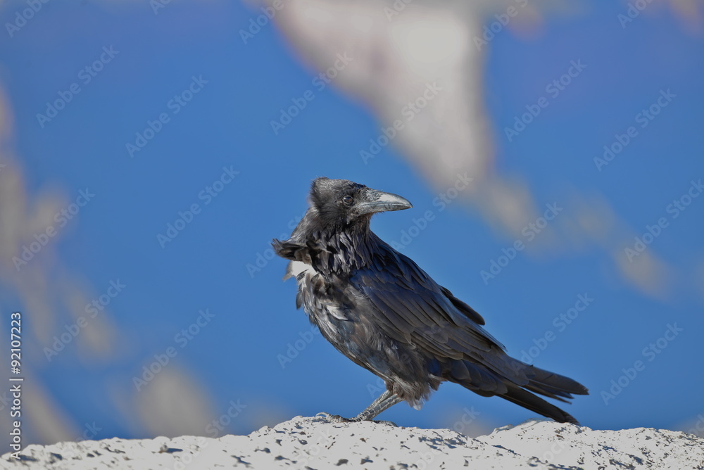 Fototapeta premium Corbeau, Grand Canyon