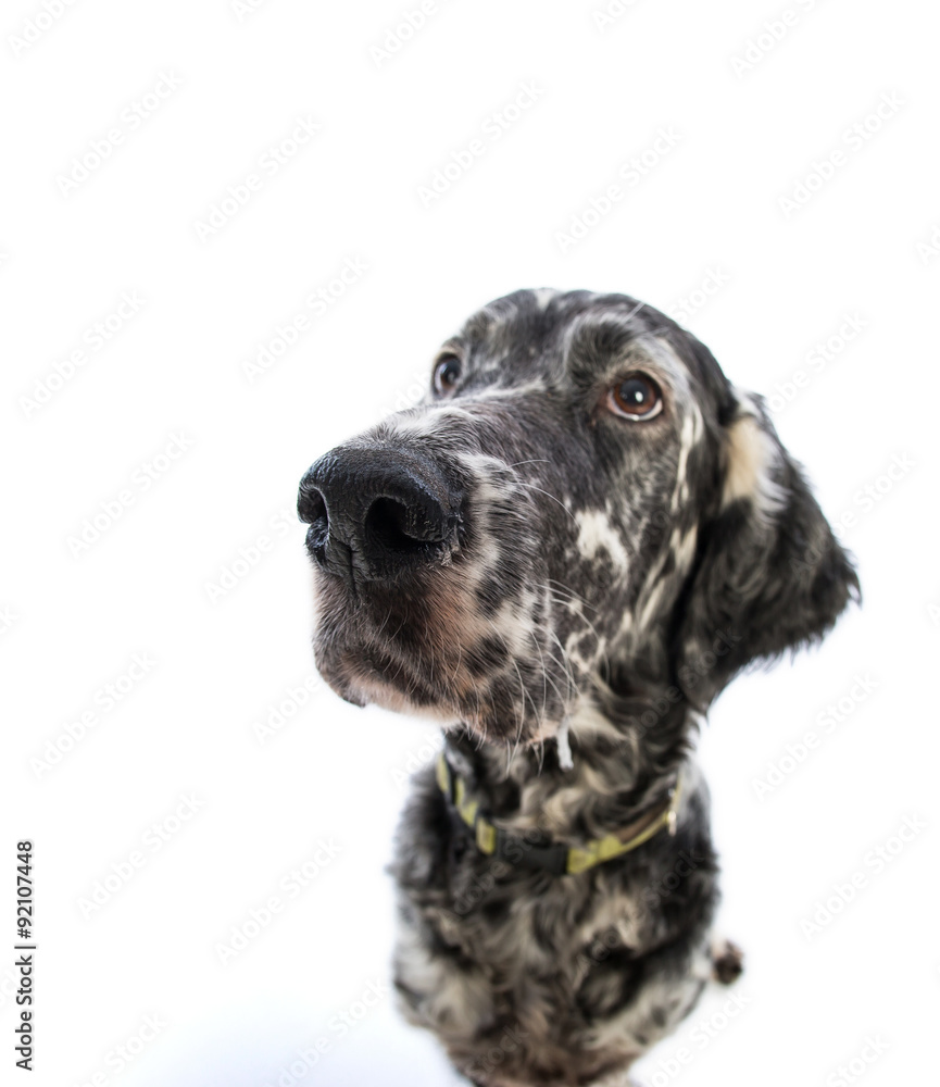 funny dog in a wide lens, english setter 
