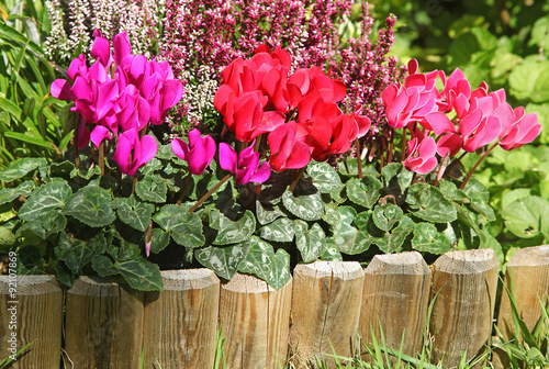 Fototapeta Naklejka Na Ścianę i Meble -  Mini cyclamens et bruyère dans un massif