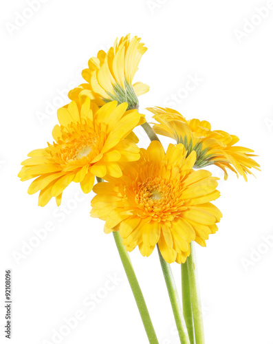 Yellow Germini isolated photo