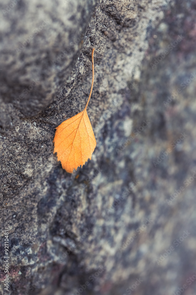 Yellow dry autumn leaf on stone background. Outdoor shot in city park with shallow depth of field.