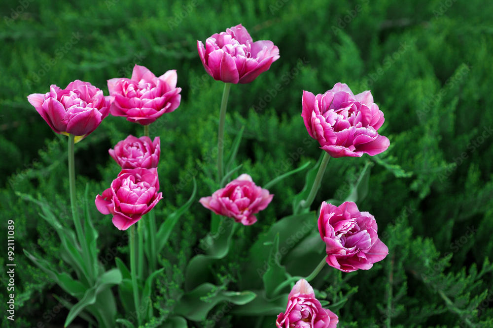 Pink tulips and green grass, outdoors Pink tulips and green grass, outdoors