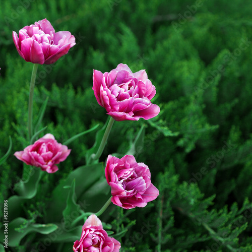 Wallpaper Mural Pink tulips and green grass, outdoors Torontodigital.ca