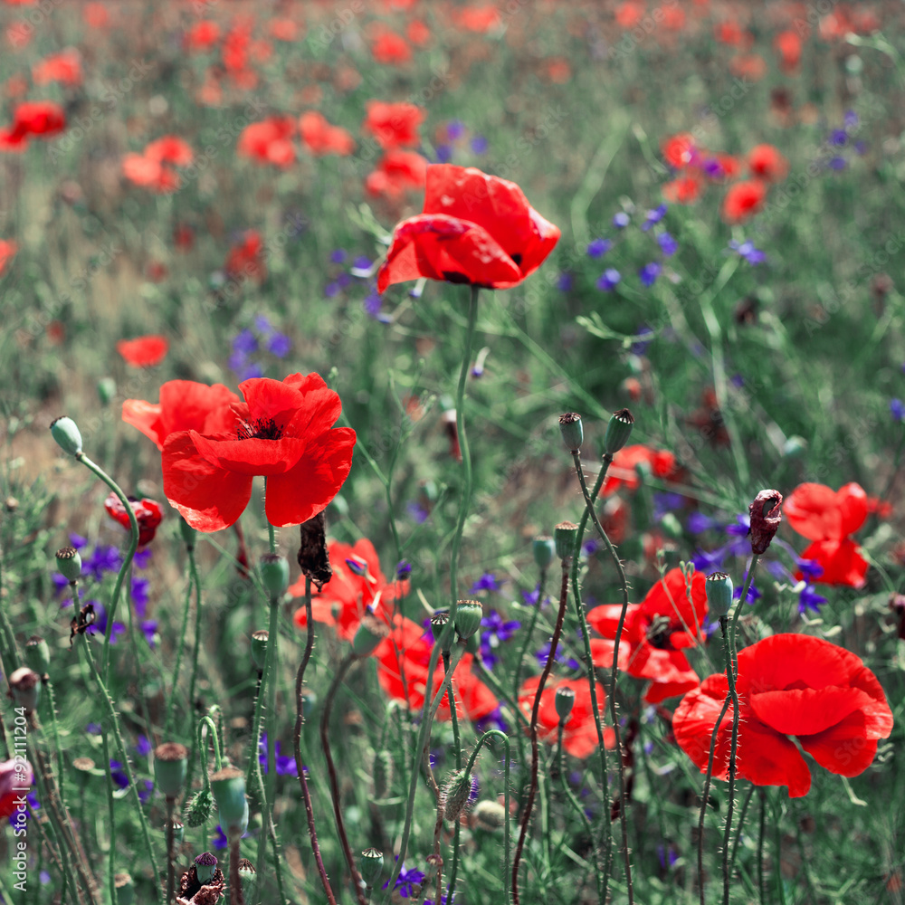 Obraz premium Field of bright red corn poppy flowers in summer