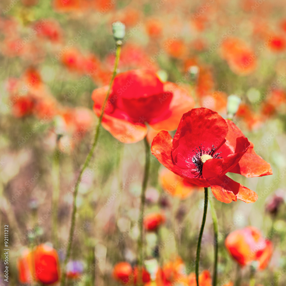Fototapeta premium Field of bright red corn poppy flowers in summer