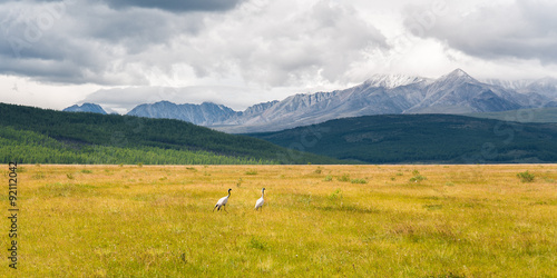Birds Cranes in a field on a background of forest and mountains