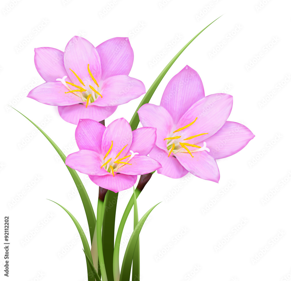 Pink rain lily (Zephyranthes rosea) flower isolated on white background.