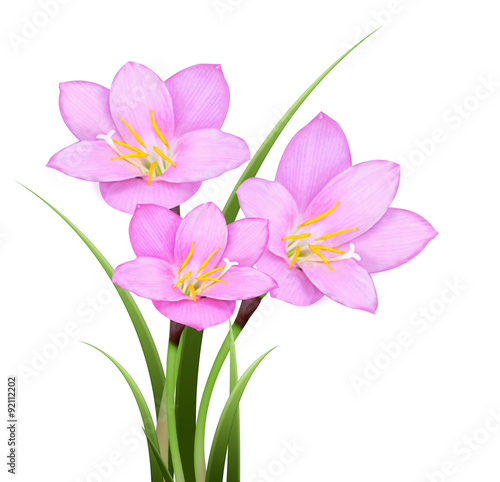 Pink rain lily  Zephyranthes rosea  flower isolated on white background.