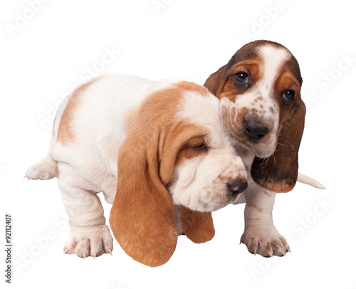 basset hound puppies