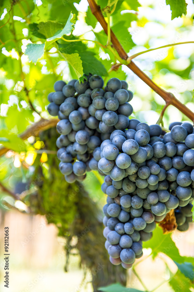 Red grapes with green leaves on the vine. Vine grape fruit plant