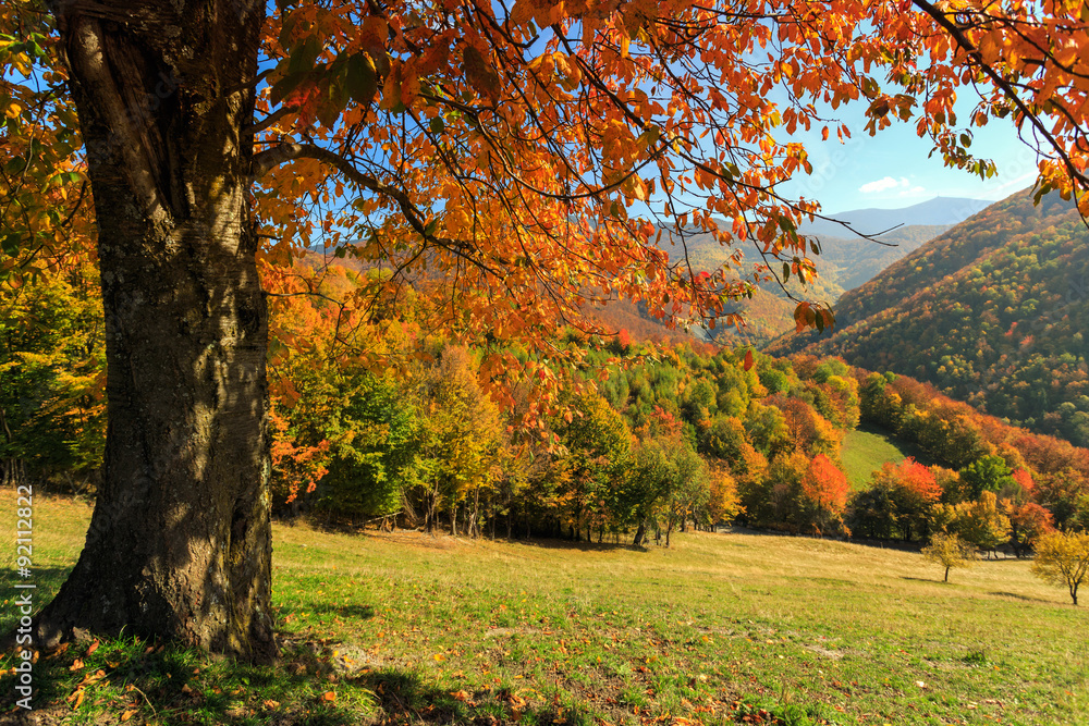 Fototapeta premium Autumn trees in Transylvania