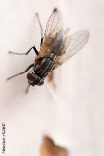 Home fly in close macro view