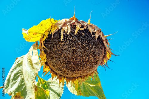 Fototapeta Naklejka Na Ścianę i Meble -  Осенний подсолнух